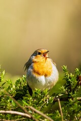 European robin bird perched on a lush green bush in a lush green forest environment