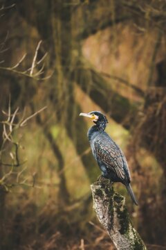 Great cormorant perched on a tree trunk. Phalacrocorax carbo.