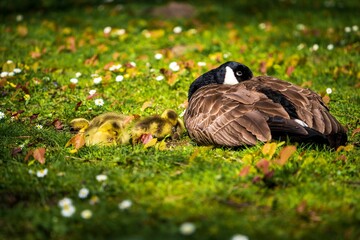 a baby canada goose and its parent are in the grass