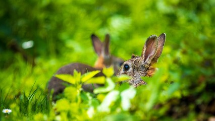 a rabbit is sitting in the grass by itself, surrounded by a patch of small