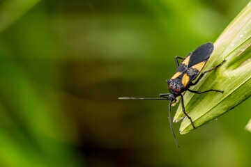 Macro shot of an insect perched on a green plant