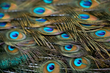 the peacock feathers are spread out in this photo, there is plenty of blue eyes