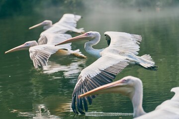 Flock of pelicans flying over a pond on a foggy day with a blurry background