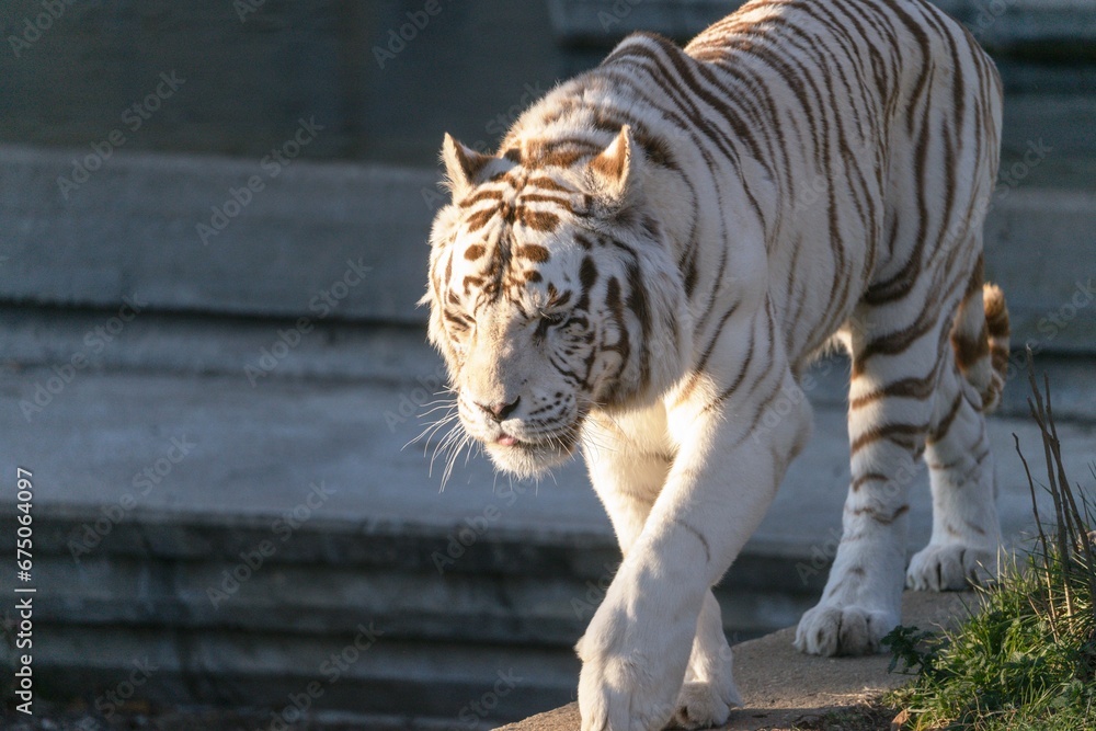 Wall mural Close-up of a white tiger on a stroll.