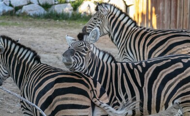 Fototapeta na wymiar Zebra family walking around the Zoo and one of them looking at the camera.
