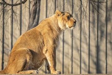 Good sized male lion looking to one side.