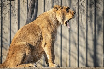 Obraz premium Young brown lion yawning in the foreground.