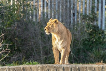 Good sized male lion looking to one side.
