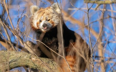 Red panda climbing on the branches of a tree looking at the camera. Close-up of a red panda