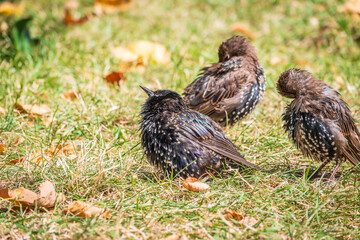 The common starling or European starling, Sturnus vulgaris, on a sprng lawn.