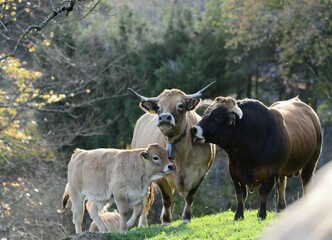 Pastoral scene featuring three cows gathered in a lush meadow surrounded by trees and bushes
