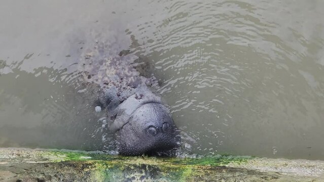 Overhead shot of West Indian manatee in the water