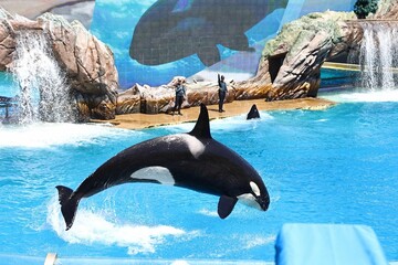 Aquatic mammal, a whale, jumping out of the water in an aquarium