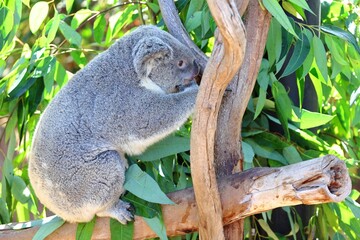 a koala bear in its natural habitat on the branch