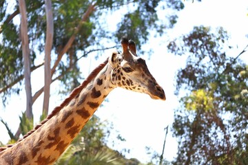 giraffe standing in the shade between several trees, with one giraffe