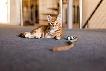 Selective focus shot of an adorable tabby orange cat laying on a carpeted floor