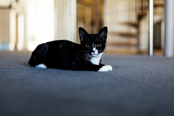 Adorable black and white domestic cat sitting on a carpeted floor