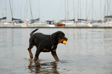Adorable Rottweiler dog playing around with a ball in the water near a dock