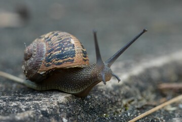 a snail is crawling across the ground on a road side