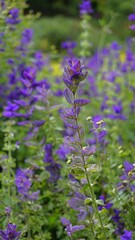 Fototapeta premium Salvia viridis known as Wild clary, Annual clary, Bluebeard, Green, Joseph,Painted, Clary Sage Sage