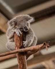 Adorable koala peacefully taking a nap in a tree, with its head resting down