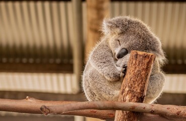 Adorable koala peacefully taking a nap in a tree, with its head resting down