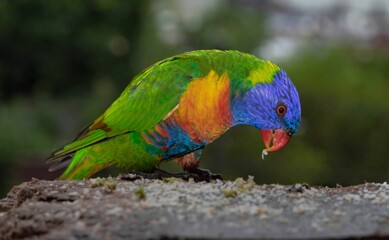 a rainbow colored parrot with it's tongue stuck in to its beak