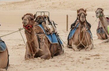 Group of camels resting in a desert setting with saddlebags secured on their backs