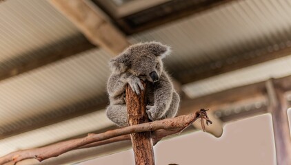 Adorable koala peacefully taking a nap in a tree, with its head resting down