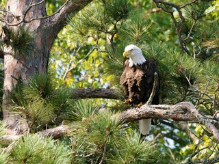 Closeup of a Bald Eagle perched on a tree in Northern Minnesota