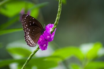 Closeup of a Common Crow Butterfly perched on a tarpeta flower