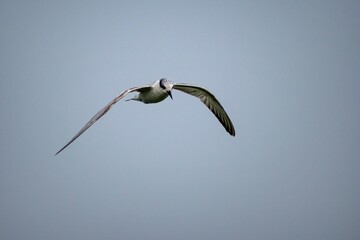 Whiskered Tern flying against a plain blue sky background