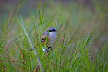 Long-Tailed Shrike perched on green grass scanning the area for food