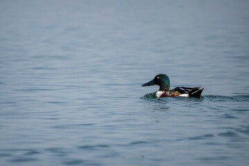 Adorable Northern Shoveler Male swimming in a tranquil pond