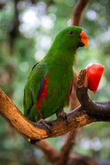 Green parrot perched on the tree branch near a slice of apple