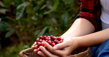 Coffee plant farm woman Hands harvest raw coffee beans. Ripe Red berries plant fresh seed coffee tree growth in green eco farm. Close up hands harvest red seed in basket robusta arabica plant farm. - obrazy, fototapety, plakaty