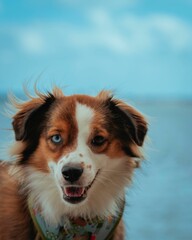 Fototapeta premium Cute Australian Shepherd with heterochromia on the background of the sea