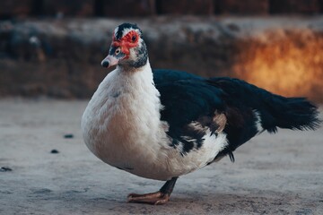 Charming young duck walking along a rural road