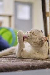 White domestic cat licking itself