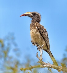 Low angle shot of an African grey hornbill perched on a tree branch