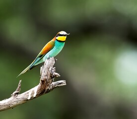 Closeup of a European bee-eater perched on a tree branch in a field
