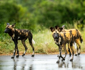 Closeup of a herd of African wild dogs in a savannah in the daylight