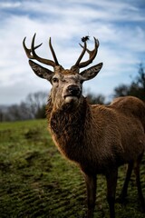 Closeup of a deer grazing in a green field