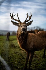 Naklejka na ściany i meble Closeup of a deer grazing in a green field