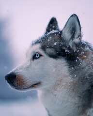 Husky standing in the cold depths of a snow-covered landscape, illuminated by the light of day