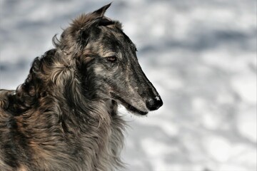 Fototapeta premium Large Russian sighthound dog poses proudly against a peaceful wintery backdrop