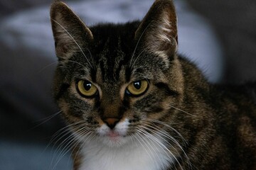 Fototapeta premium Closeup of a domestic cat looking intently at the camera while sitting on a bed