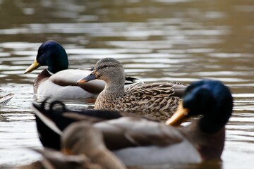 Obraz premium Group of wild ducks swimming in the lake.