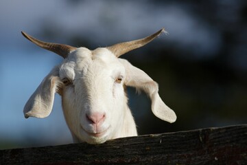Close-up shot of a white goat with long, curved horns, in front of a wooden fence