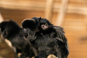Monkey perched on a pile of wooden logs with her baby in the zoo